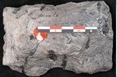 Foto (Detailansicht) von Plantae indet.  (NHMW-GEO-2024-0188-11518)